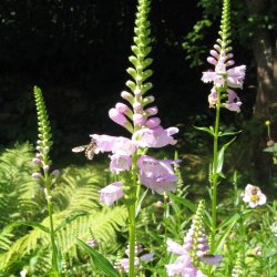 Drejeblomst <br>'Rosea' <br><i>Physostegia virginiana </i>