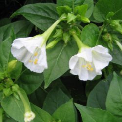 Vidunderblomst <br>'Alba' <br><i>Mirabilis jalapa</i>