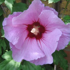 Syrisk rose <br><i>Hibiscus syriacus </i><br><br>