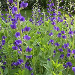Farveblg, <br>lilla <br><i>Baptisia australis </i>