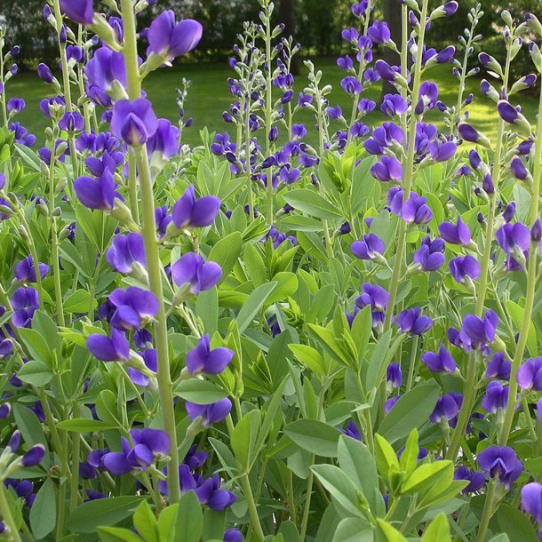 Farveblg, <br>lilla <br><i>Baptisia australis </i>