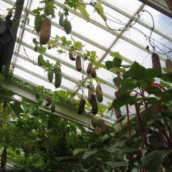 Luffa, loofah <br><i>Luffa aegyptiaca/ Luffa cylindrica</i>