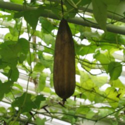Luffa, loofah <br><i>Luffa aegyptiaca/ Luffa cylindrica</i>
