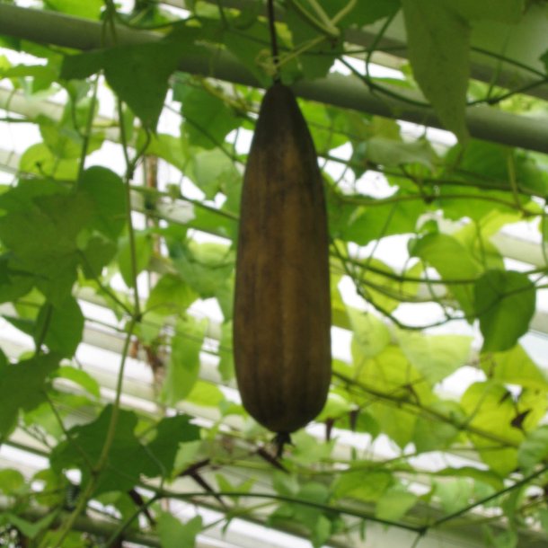 Luffa, loofah <br><i>Luffa aegyptiaca/ Luffa cylindrica</i>