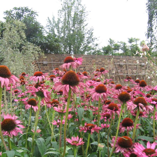 Purpursolhat <br><i>Echinacea purpurea </i><br><br>