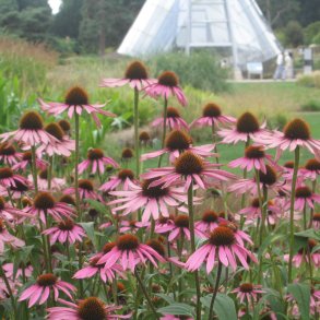 Purpursolhat <br><i>Echinacea purpurea </i><br><br>