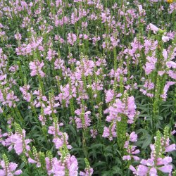 Drejeblomst <br>'Rosea' <br><i>Physostegia virginiana </i>