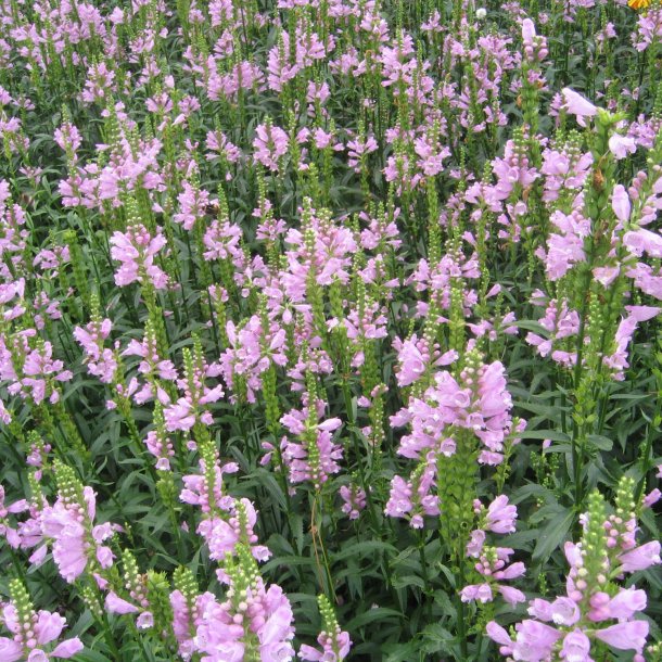 Drejeblomst <br>'Rosea' <br><i>Physostegia virginiana </i>
