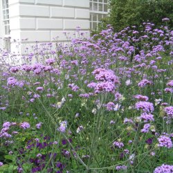 Verbena, <br>Kmpe- <br><i>Verbena bonariensis</i>