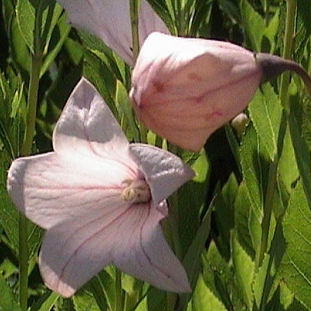 Ballonklokke <br>'Pink Shell' <br><i>Platycodon grandiflorus</i>