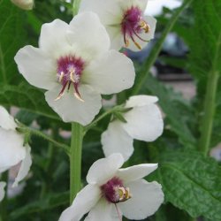 Kongelys <br>'Domino' <br><i>Verbascum blattaria</i>