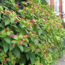 Vidunderblomst, <br>pink <br><i>Mirabilis jalapa </i>