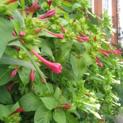 Vidunderblomst, <br>pink <br><i>Mirabilis jalapa </i>