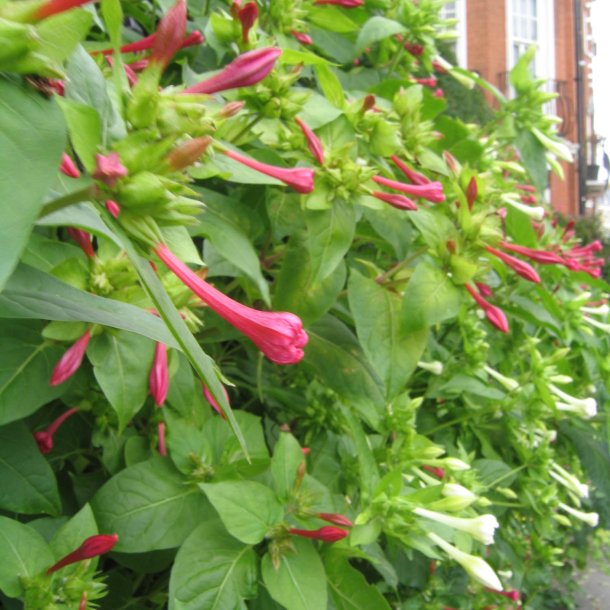 Vidunderblomst, <br>pink <br><i>Mirabilis jalapa </i>