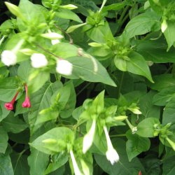 Vidunderblomst <br>'Alba' <br><i>Mirabilis jalapa</i>