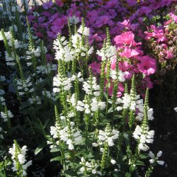 Drejeblomst <br>'Alba' <br><i>Physostegia virginiana </i>