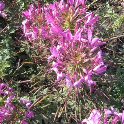 Edderkoppeplante 'Queen Violet'<br><i>Cleome spinosa</i>