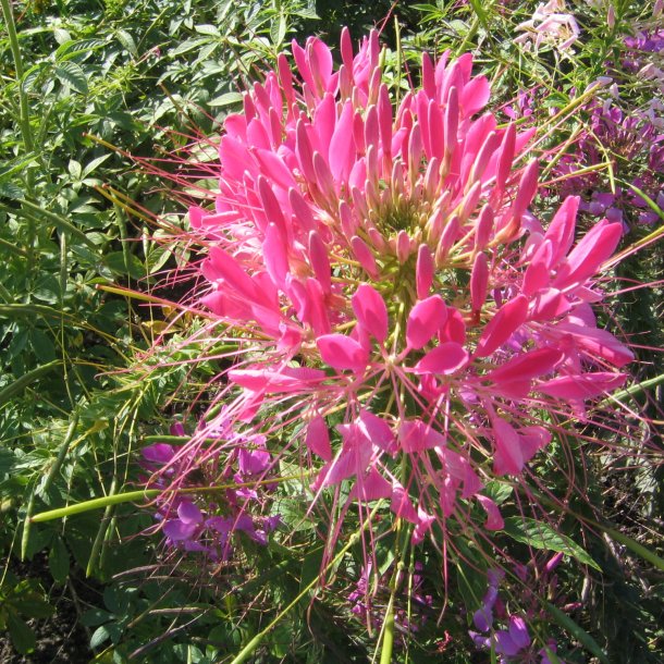 Edderkoppeplante 'Queen Cherry'<br><i>Cleome spinosa</i>