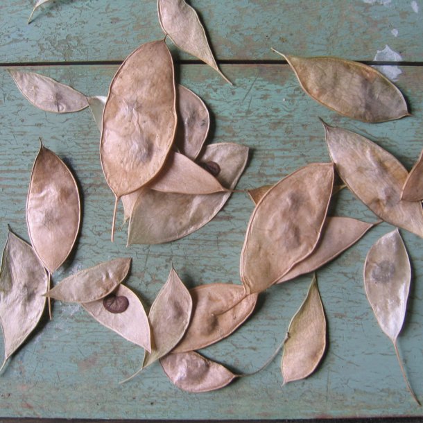 Mneskulpe, <br>Vedvarende <br><i>Lunaria rediviva </i>