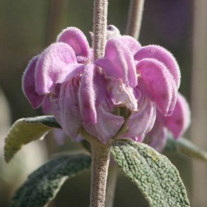 L�vehale, <br>knoldet <br><i>Phlomis tuberosa </i>