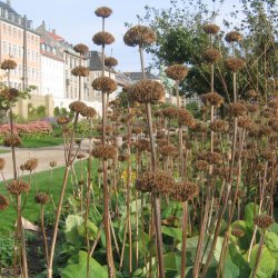 Lvehale, <br>gul <br><i>Phlomis russeliana </i>