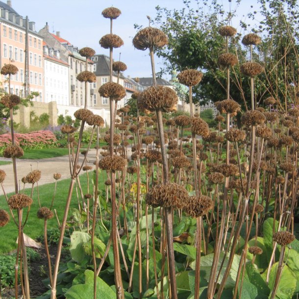 Lvehale, <br>gul <br><i>Phlomis russeliana </i>