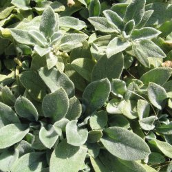 Lammere <br><i>Stachys byzantina </i><br><br>