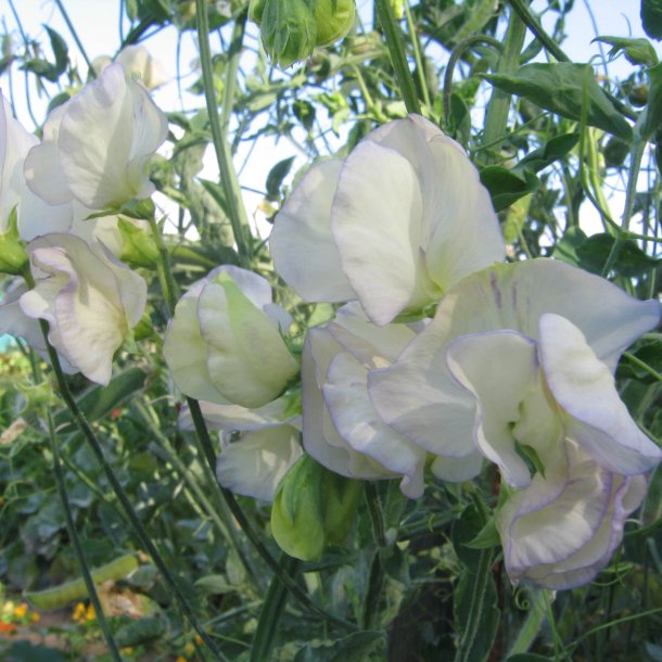 Lathyrus, rteblomst 'Mammoth Mix' <br><i>Lathyrus odoratus</i>