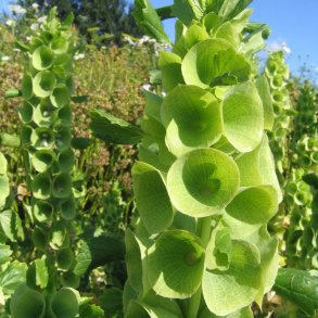 Irlandsklokke <br><i>Moluccella laevis</i><br><br>