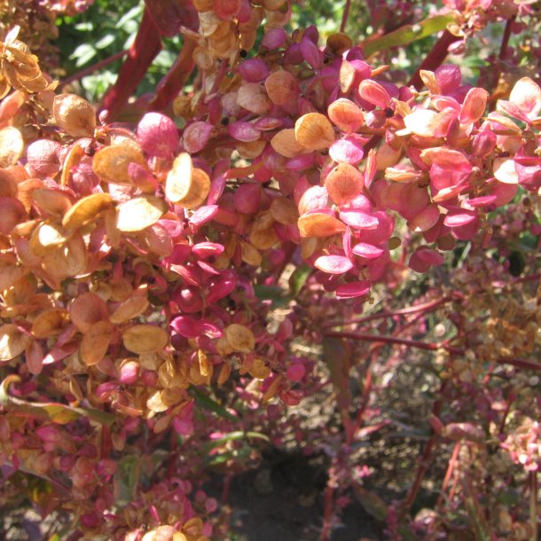 Havemlde <br>'Red Plume' <br><i>Atriplex hortensis purpurea </i>