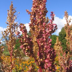 Havemlde <br>'Red Plume' <br><i>Atriplex hortensis purpurea </i>