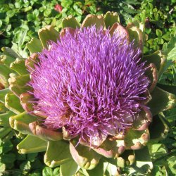 Artiskok <br>'Green Globe'<br><i>Cynara scolymus</i>