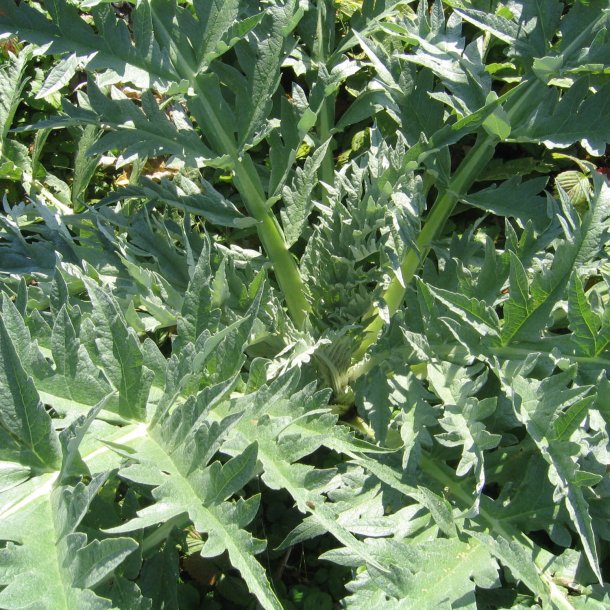 Artiskok <br>'Green Globe'<br><i>Cynara scolymus</i>