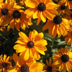 Solhat, hret <br>'Marmelade'<br><i>Rudbeckia hirta </i>