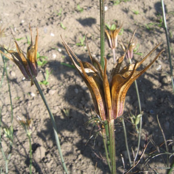 Nigella, <br>orientalsk <br>'Transformer'<br><i>Nigella orientalis</i>