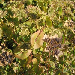 Harere <br>'Griffithii' <br><i>Bupleurum rotundifolium</i>