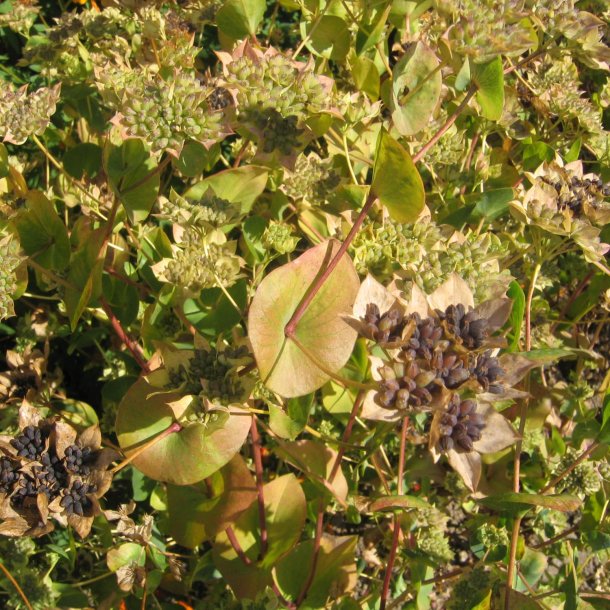 Harere <br>'Griffithii' <br><i>Bupleurum rotundifolium</i>