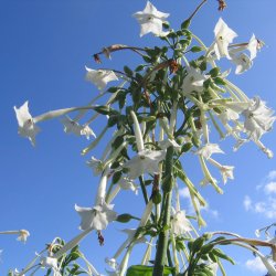 Tobak, <br>Narcis- <br><i>Nicotiana sylvestris </i>