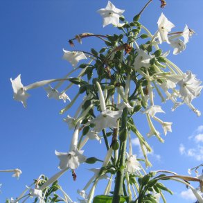 Tobak, <br>Narcis- <br><i>Nicotiana sylvestris </i>