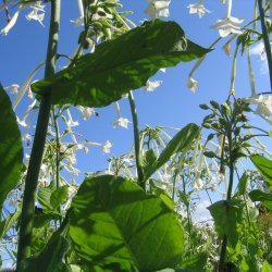 Tobak, <br>Narcis- <br><i>Nicotiana sylvestris </i>
