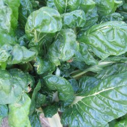 Bladbede/slvbede <br>'White Silver' <br><i>Beta vulgaris var. cicla/flavescens </i>