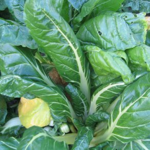 Bladbede/slvbede <br>'White Silver' <br><i>Beta vulgaris var. cicla/flavescens </i>