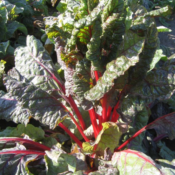 Bladbede 'Bulls Blood' <br><i>Beta vulgaris var. cicla/flavescens </i>