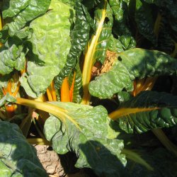 Bladbede 'Bright Yellow' <br><i>Beta vulgaris var. cicla/flavescens </i>