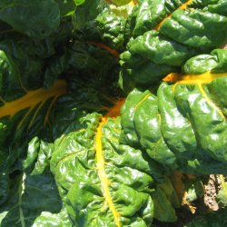 Bladbede 'Bright Yellow' <br><i>Beta vulgaris var. cicla/flavescens </i>