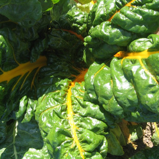 Bladbede 'Bright Yellow' <br><i>Beta vulgaris var. cicla/flavescens </i>