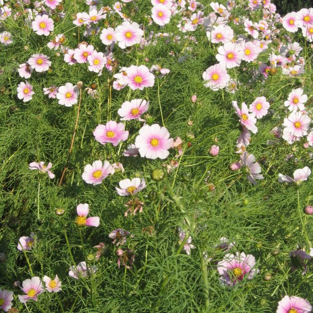 Stolt kavaler <br>'Daydream' <br><i>Cosmos bipinnatus</i>