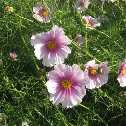 Stolt kavaler <br>'Daydream' <br><i>Cosmos bipinnatus</i>