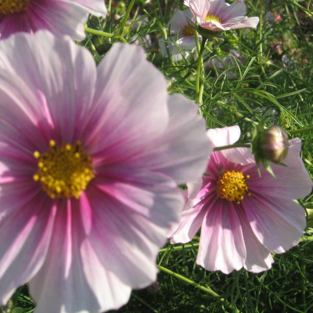 Stolt kavaler <br>'Mix'<br> <i>Cosmos bipinnatus</i>