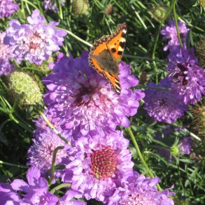 Enkeblomst <br>'Blue Cockade' <br><i>Scabiosa atropurpurea</i>